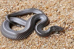 Cape Wolf Snake (Lycophidion capense) (16199625893).jpg