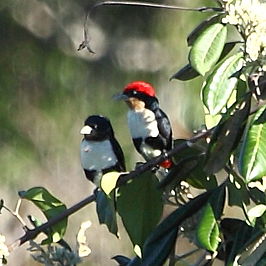 Gordelbaardvogel