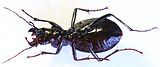 Carabus irregularis underide.jpg