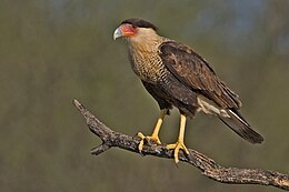 Bóbitás karakara (Caracara plancus)