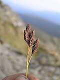 Miniatura para Carex atrata subsp. atrata