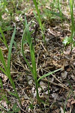 Carex sordida 128782447.jpg