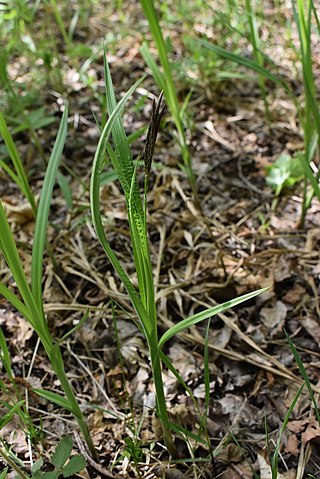 <i>Carex sordida</i> Species of plant in the genus Carex