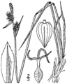 Carex torreyi (as Carex abbreviata) BB-1913.png