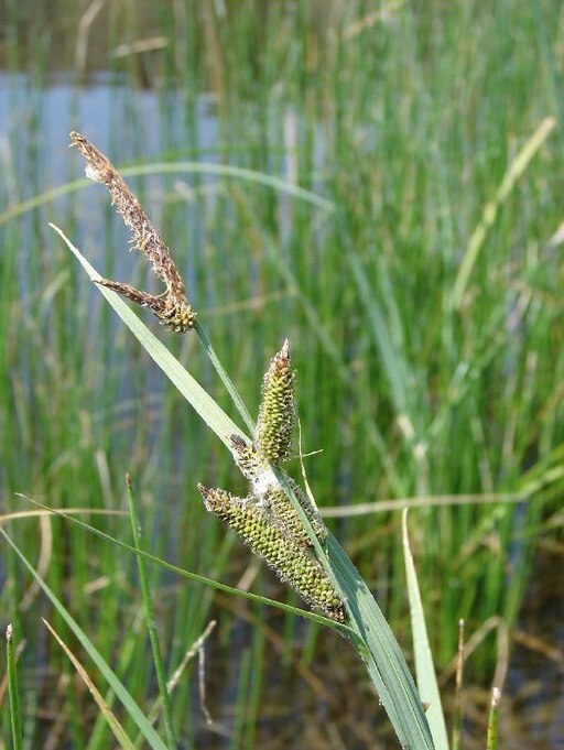 Carexnebrascensis