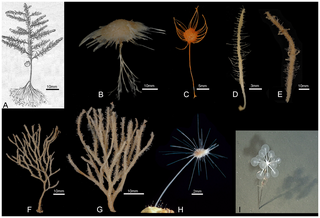 Cladorhizidae family of sponges