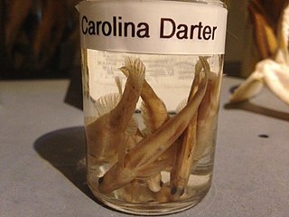 <span class="mw-page-title-main">Carolina darter</span> Species of fish