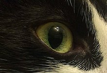 220px-Cat%27s_eye_in_dark.jpg