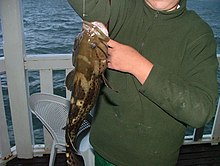 Кошачья морда Rockcod.jpg