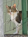 Cat through Fencing - Delvina - Albania (41623372464).jpg