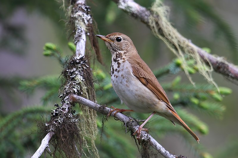 File:Catharus guttatus GJ.jpg