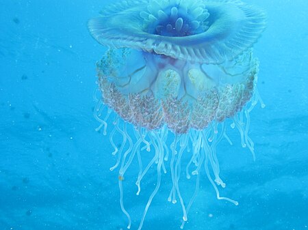 ไฟล์:Cauliflour Jellyfish, Cephea cephea fully backlit at Marsa Shouna, Red Sea, Egypt -SCUBA (6238227226).jpg