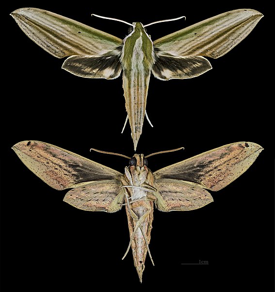 File:Cechenena lineosa MHNT CUT 2010 0 22 Ban Kheun Oudomxay Province Laos female.jpg