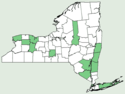 Centaurea nigrescens NY-dist-map.png