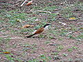 Spornkuckuck Senegal Coucal adult