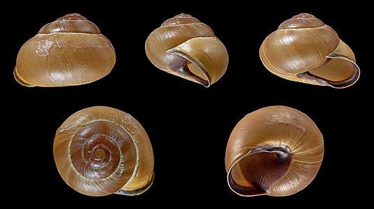 Cepaea nemoralis var. castanea concolor