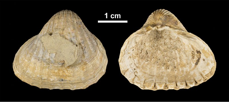 File:Cerastoderma rhomboides (10.3897-zookeys.827.31365) Figure 2.jpg