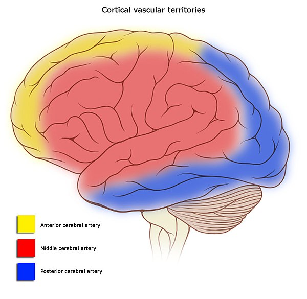 Cortical blood supply