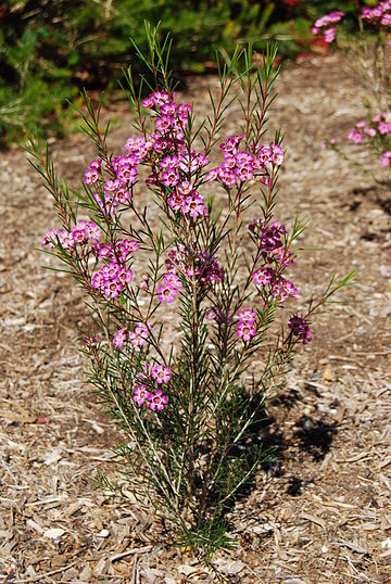 Chamelaucium uncinatum