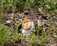 Killdeer feigning a broken wing Charadrius vociferus tx1.jpg