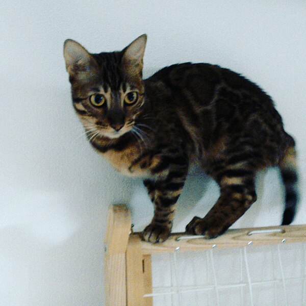 File:Charcoal black rosetted Bengal cat.jpg