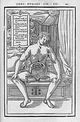Ilustracja z ''De dissectione partium corporis humani libri tres''