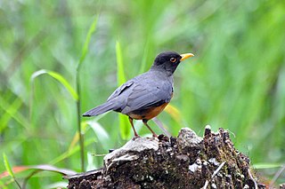 <span class="mw-page-title-main">Chestnut-bellied thrush</span> Species of bird