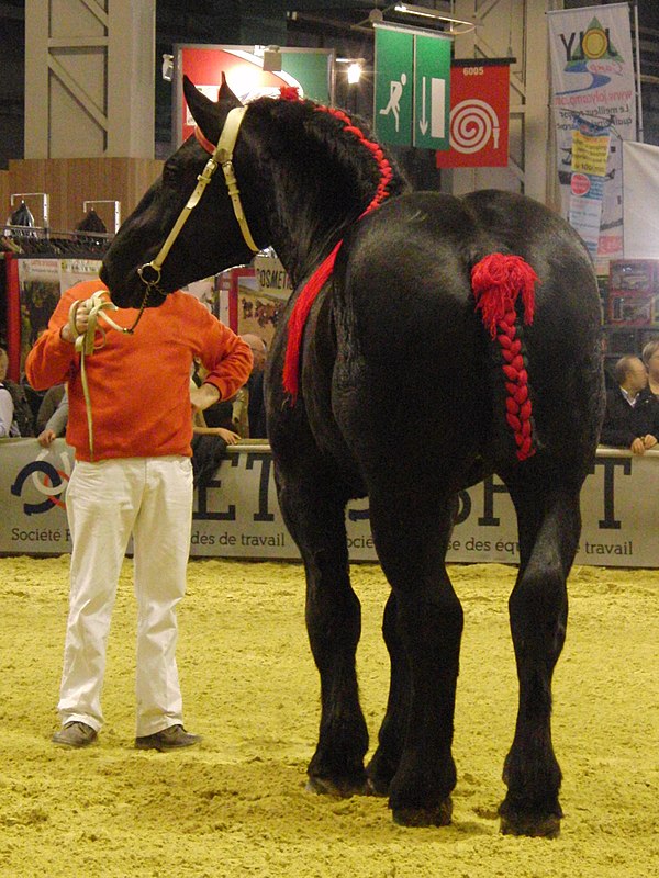 A black Percheron