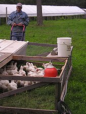 A chicken tractor in use as part of a pastured poultry system Chicken tractor on the move-closeup.jpg