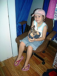 Child holding rescued Agile Wallaby joey. Cooktown. 2008 Child holding rescued Agile Wallaby joey. Cooktown. 2008.jpg