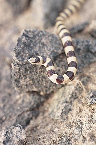 <span class="mw-page-title-main">Western shovelnose snake</span> Species of snake