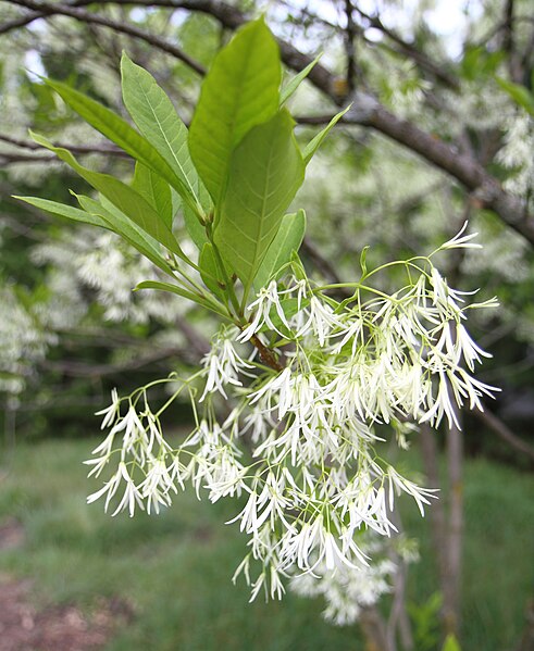 File:Chionanthus virginicus flowers JB.jpg