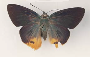 Choaspes plateni plateni Staudinger (male), from Sulawesi.png