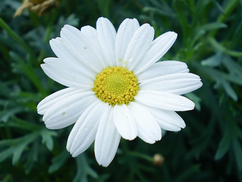 File:Chrysanthemum frutescens 0.7 R.jpg