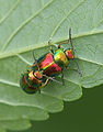 Chrysolina fastuosa, hennepnetelgoudhaantje (1).jpg