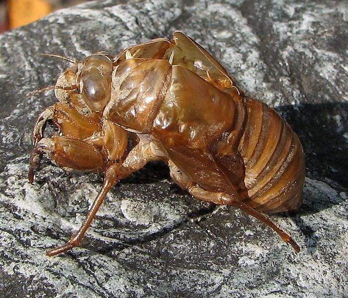 File:Cicada moult 02.jpg