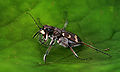 * Nomination The tiger beetles are a large group of beetles known for their predatory habits. As shown a Dünen-Sandlaufkäfer Cicindela hybrida --Richard Bartz 18:17, 7 September 2007 (UTC) * Promotion This is not a QI, but a super QI ! -- MJJR 20:54, 7 September 2007 (UTC)