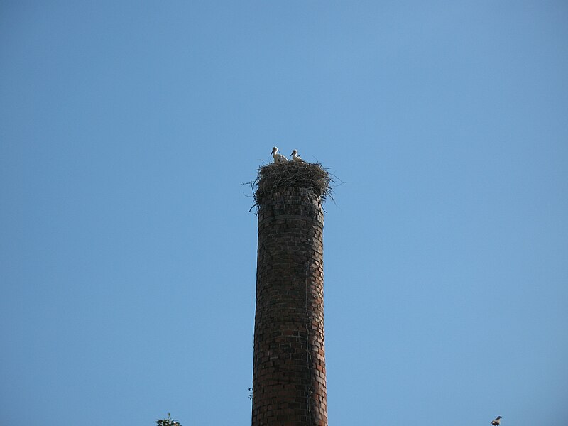 File:Ciconia ciconia nest Veľká Čalomija 2013 1b.JPG