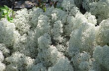 Lichen à caribou, parc national des Grands-Jardins, Québec