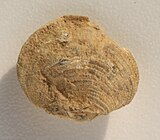 Fossilized shell of the Middle Devonian-Permian brachiopod Cleiothyridina Cleiothyridina sublamellosa pedunculate valve.jpg