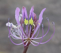 Description de l'image Cleome hirta flower.jpg.