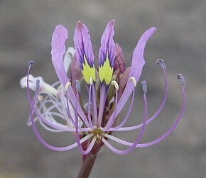 Beschreibung des Cleome Hirta Flower.jpg Bildes.