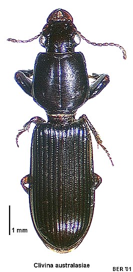 Clivina australasiae