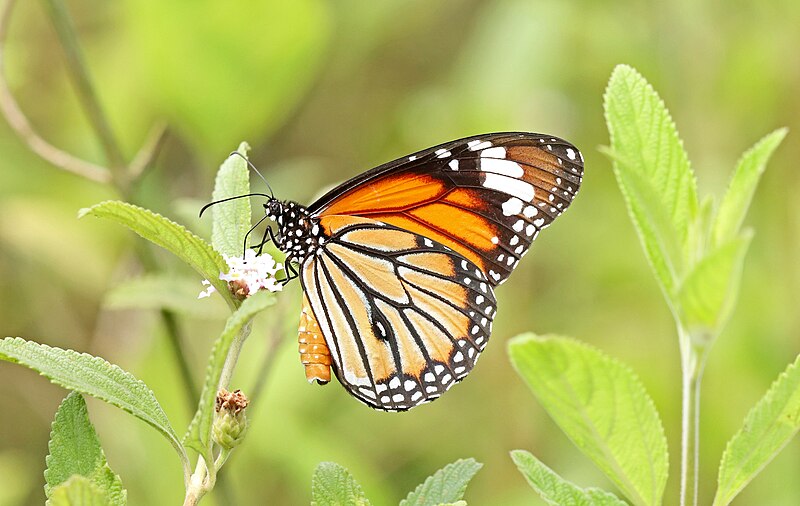 File:Close wing Nectaring of Danaus genutia (Cramer, 1779) - Striped Tiger (Male) WLB IMG 9547a.jpg