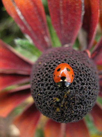 File:Coccinelle sur une fleur.jpg