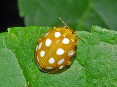 Coccinellidae - Halyzia sedecimguttata.JPG