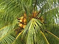 Die kokospalm (Cocos nucifera) is die Maledive se nasionale boom