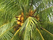 Cocos Nucifera: Origo et historia, Distributio, Notae