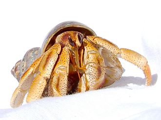 Photo of a Coenobita variabilis land hermit crab from Australia. Coenobita variabilis.jpg