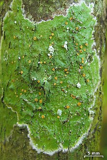 Coenogonium (not identified to species), Amazon rainforest, Peru Coenogonium sp. - Flickr - pellaea (1).jpg